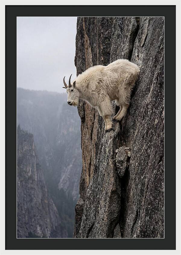 Mountain Goat On The Edge
