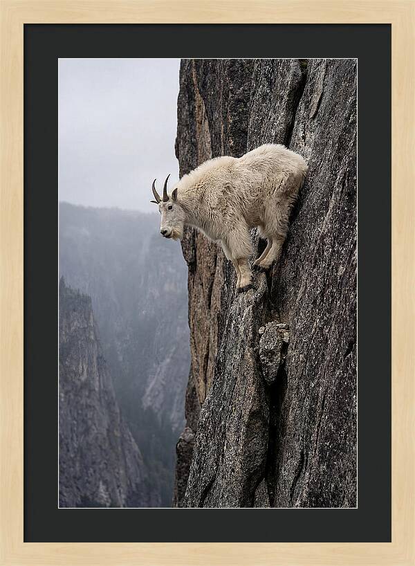 Mountain Goat On The Edge