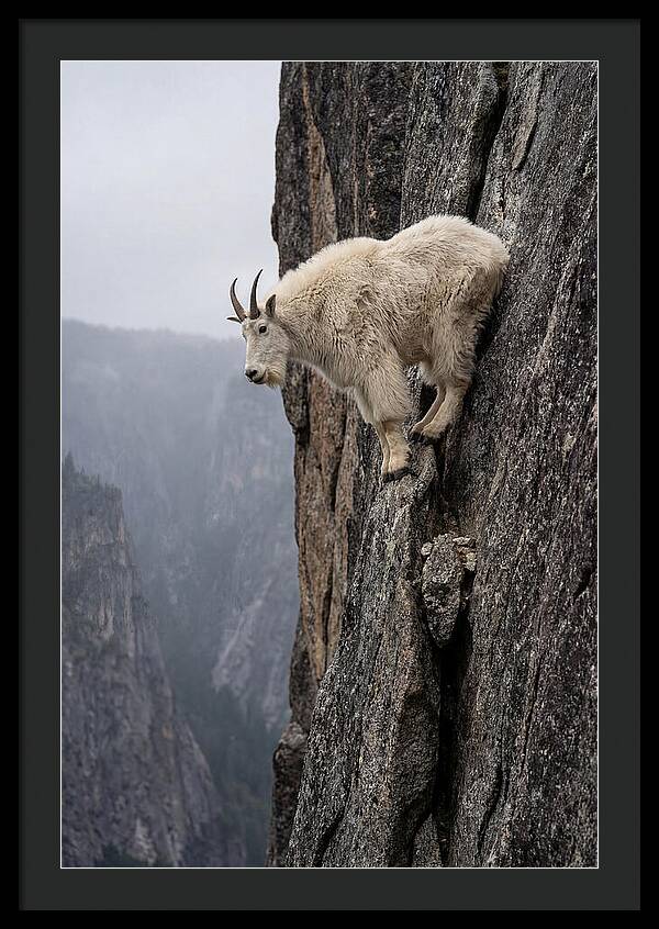 Mountain Goat On The Edge