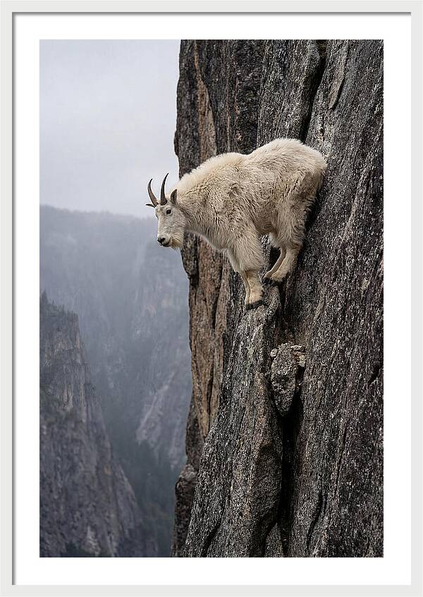 Mountain Goat On The Edge