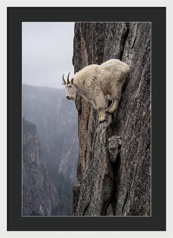 Mountain Goat On The Edge