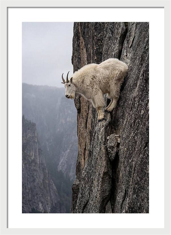 Mountain Goat On The Edge