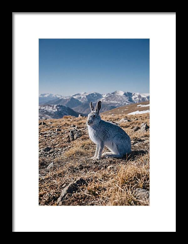 Mountain Hare In Winter Coat
