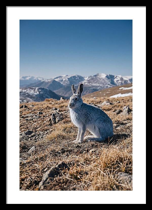 Mountain Hare In Winter Coat
