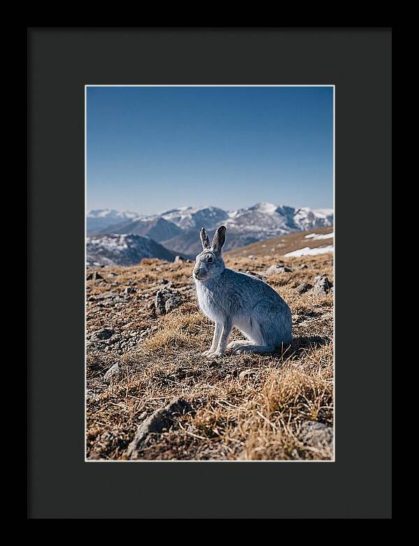Mountain Hare In Winter Coat