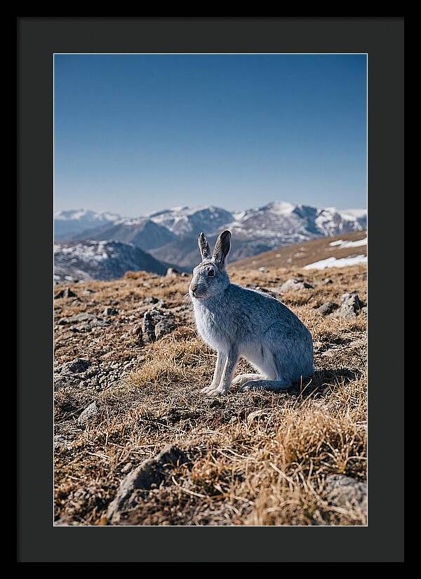 Mountain Hare In Winter Coat