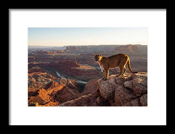 Mountain Lion On Rocky Ledge