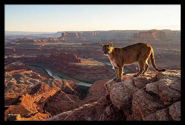 Mountain Lion On Rocky Ledge