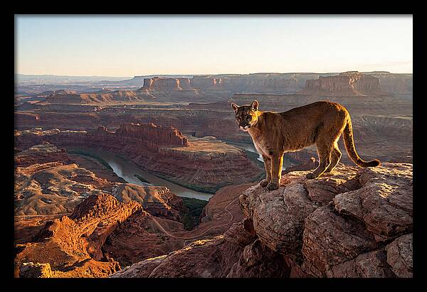 Mountain Lion On Rocky Ledge