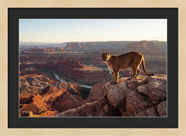 Mountain Lion On Rocky Ledge