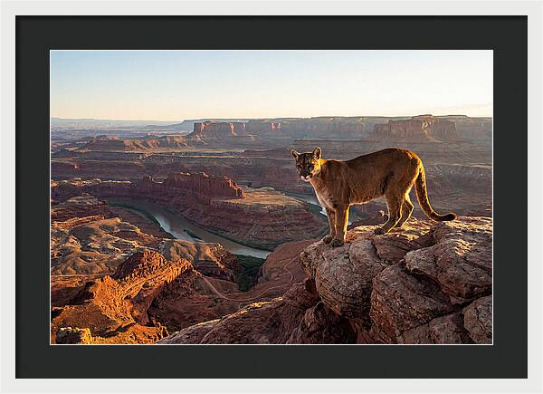 Mountain Lion On Rocky Ledge