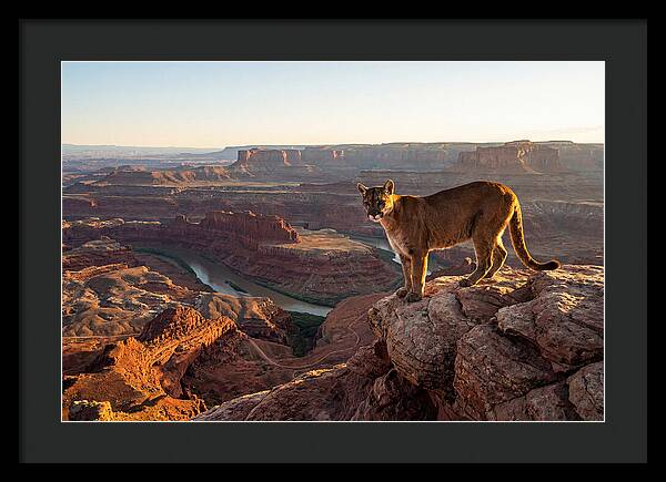 Mountain Lion On Rocky Ledge