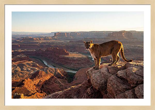 Mountain Lion On Rocky Ledge