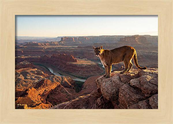 Mountain Lion On Rocky Ledge