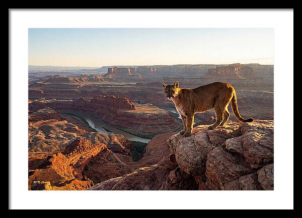 Mountain Lion On Rocky Ledge