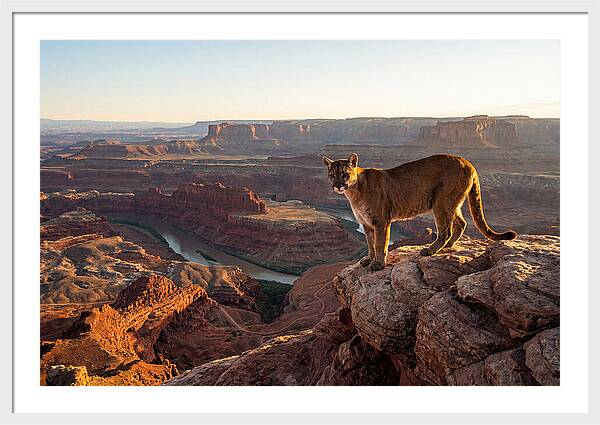 Mountain Lion On Rocky Ledge