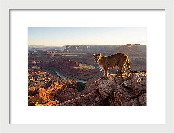 Mountain Lion On Rocky Ledge