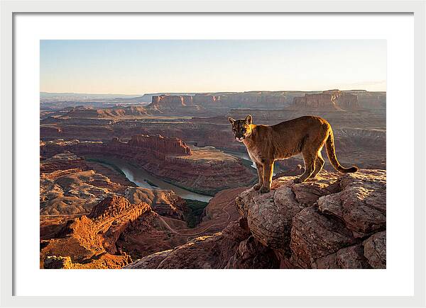Mountain Lion On Rocky Ledge