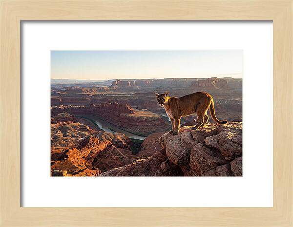 Mountain Lion On Rocky Ledge