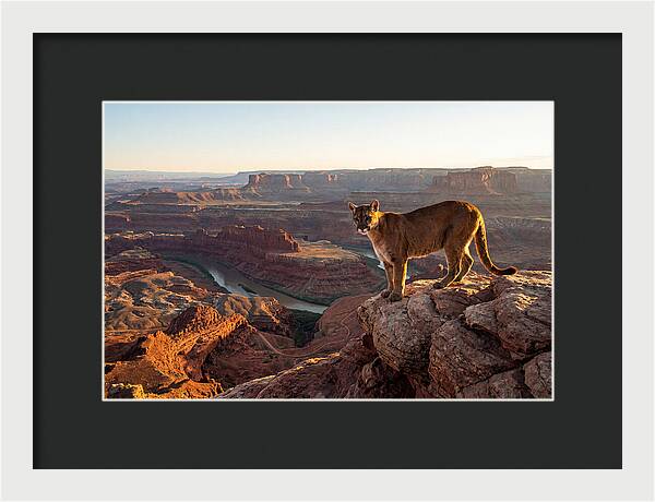 Mountain Lion On Rocky Ledge