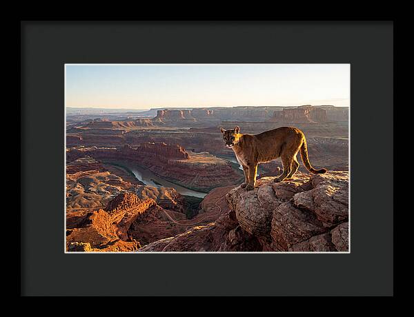 Mountain Lion On Rocky Ledge