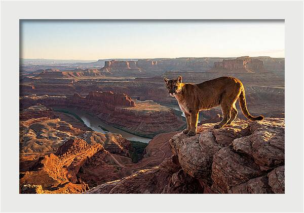 Mountain Lion On Rocky Ledge
