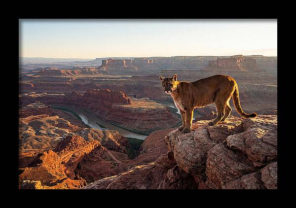 Mountain Lion On Rocky Ledge
