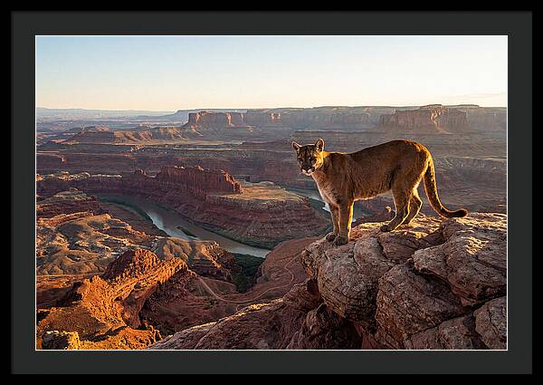 Mountain Lion On Rocky Ledge