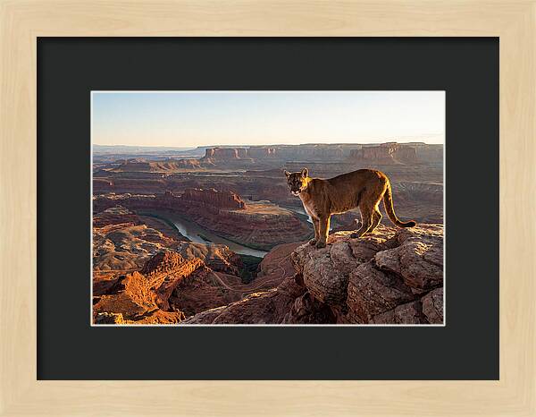 Mountain Lion On Rocky Ledge