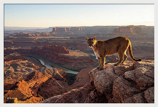 Mountain Lion On Rocky Ledge