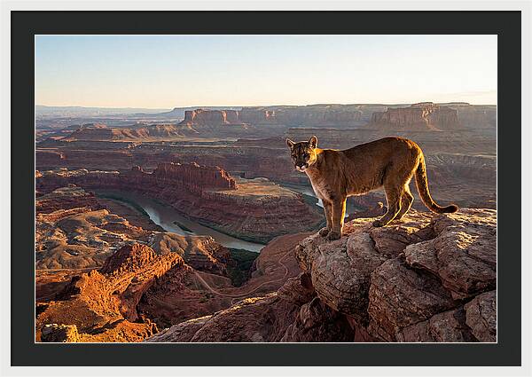 Mountain Lion On Rocky Ledge