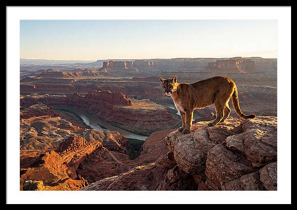 Mountain Lion On Rocky Ledge
