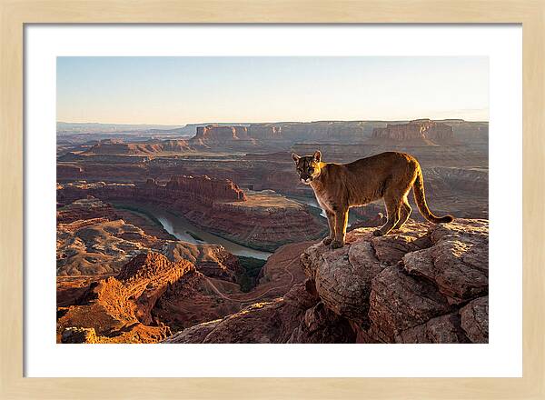 Mountain Lion On Rocky Ledge