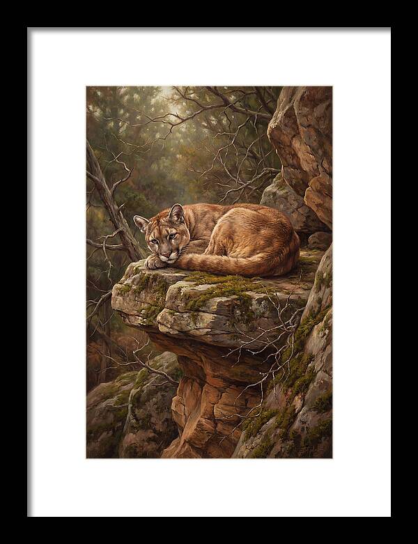 Mountain Lion Resting On Rocky Ledge