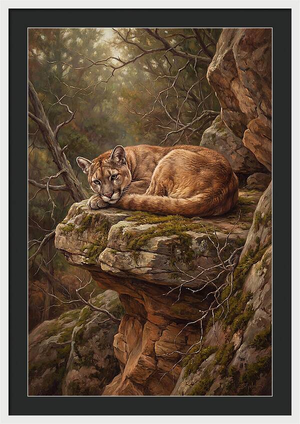 Mountain Lion Resting On Rocky Ledge