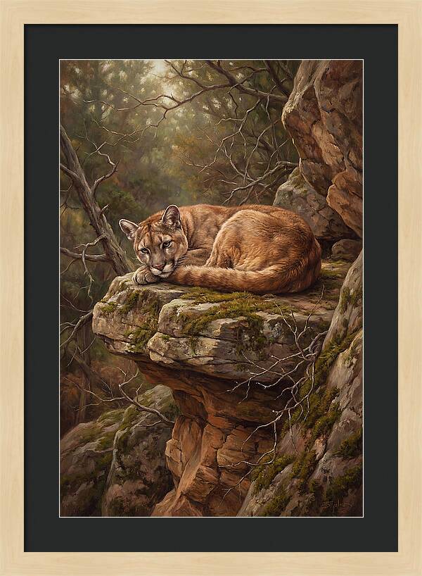 Mountain Lion Resting On Rocky Ledge