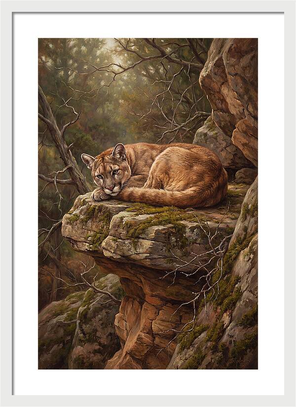 Mountain Lion Resting On Rocky Ledge