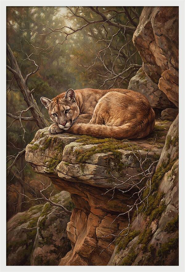 Mountain Lion Resting On Rocky Ledge