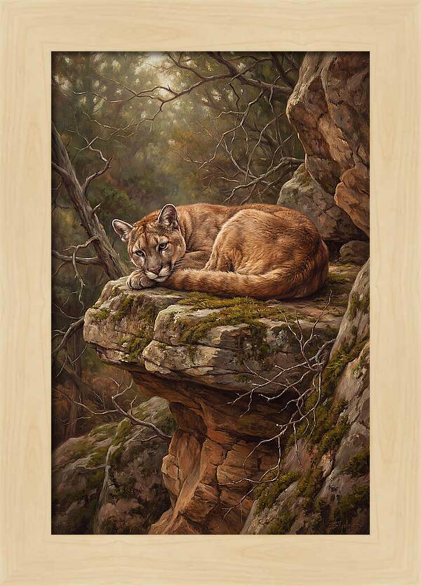Mountain Lion Resting On Rocky Ledge