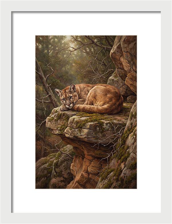 Mountain Lion Resting On Rocky Ledge