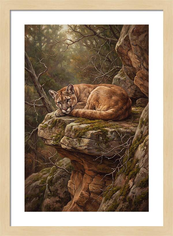 Mountain Lion Resting On Rocky Ledge