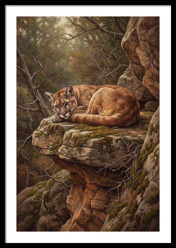 Mountain Lion Resting On Rocky Ledge