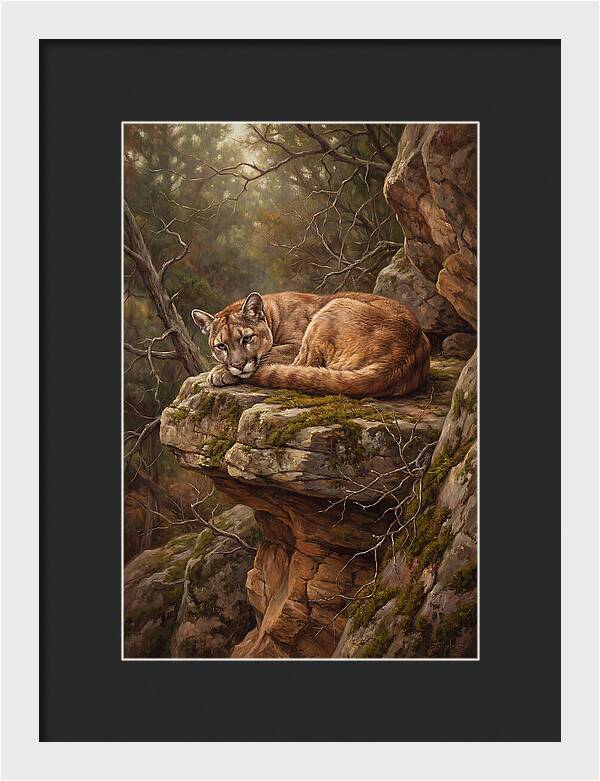 Mountain Lion Resting On Rocky Ledge