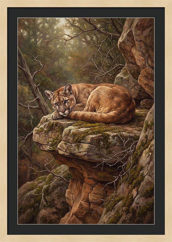 Mountain Lion Resting On Rocky Ledge