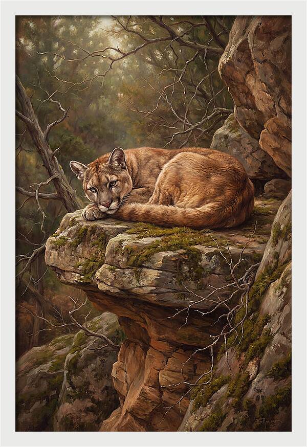 Mountain Lion Resting On Rocky Ledge