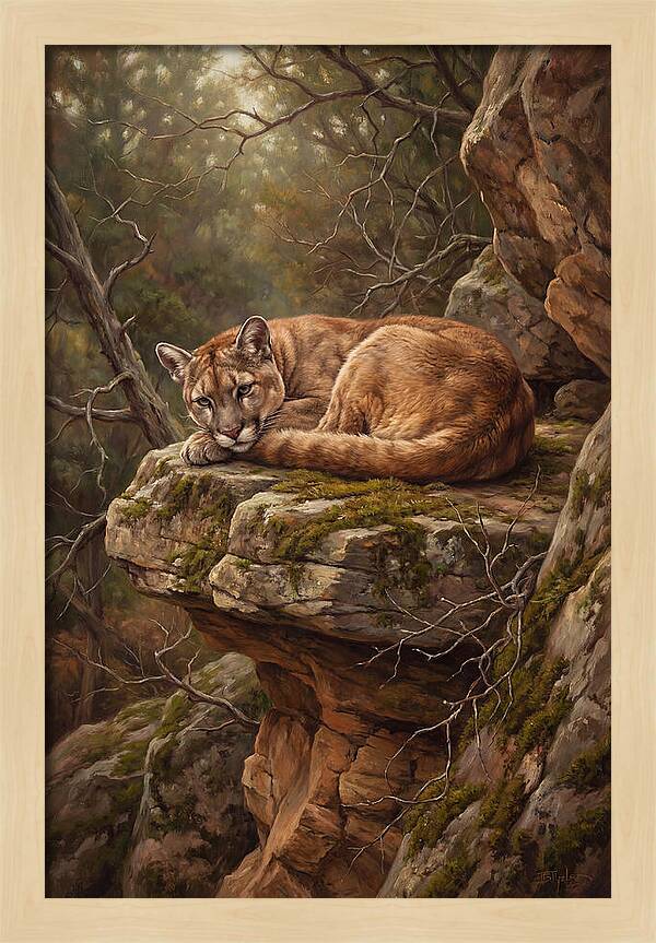 Mountain Lion Resting On Rocky Ledge