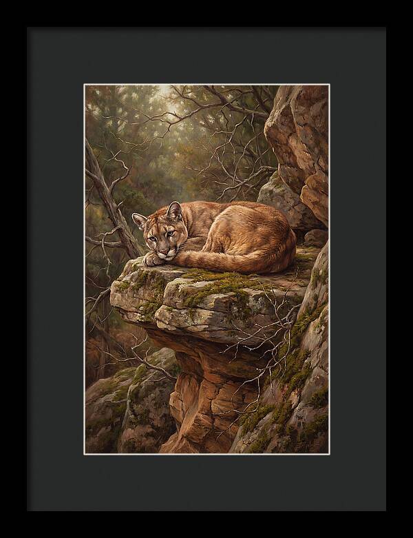 Mountain Lion Resting On Rocky Ledge