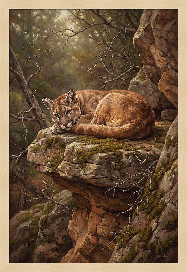 Mountain Lion Resting On Rocky Ledge
