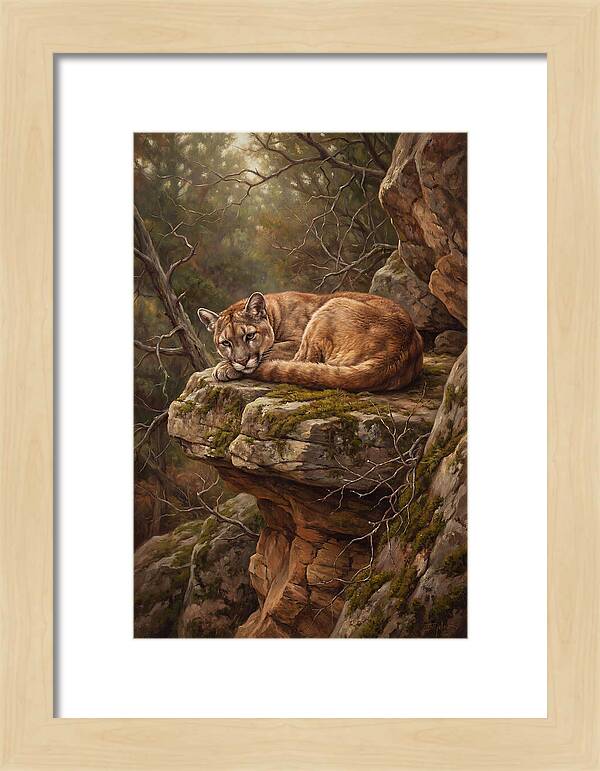 Mountain Lion Resting On Rocky Ledge