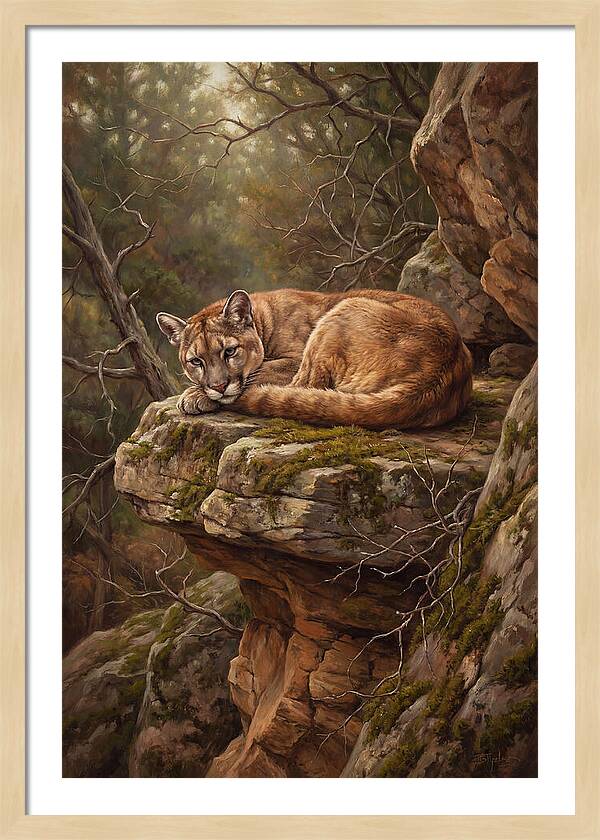 Mountain Lion Resting On Rocky Ledge